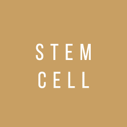 Stem cell