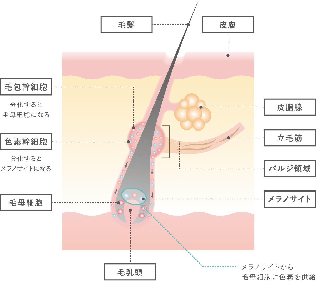 バルジ領域