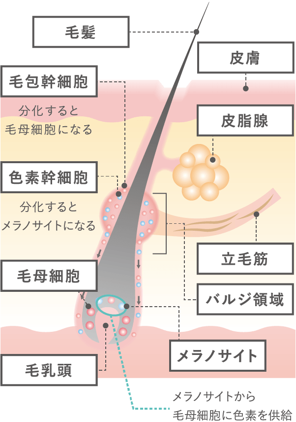 バルジ領域