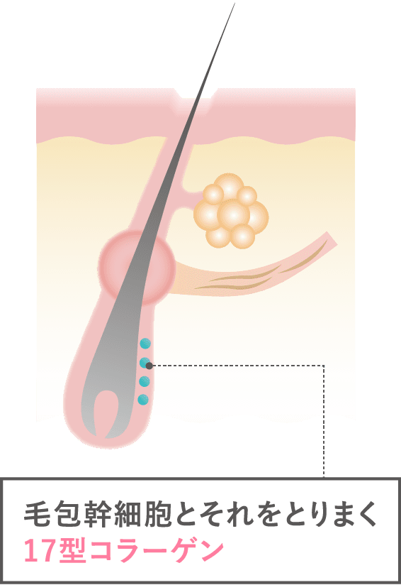 毛包幹細胞とそれをとりまく17型コラーゲン