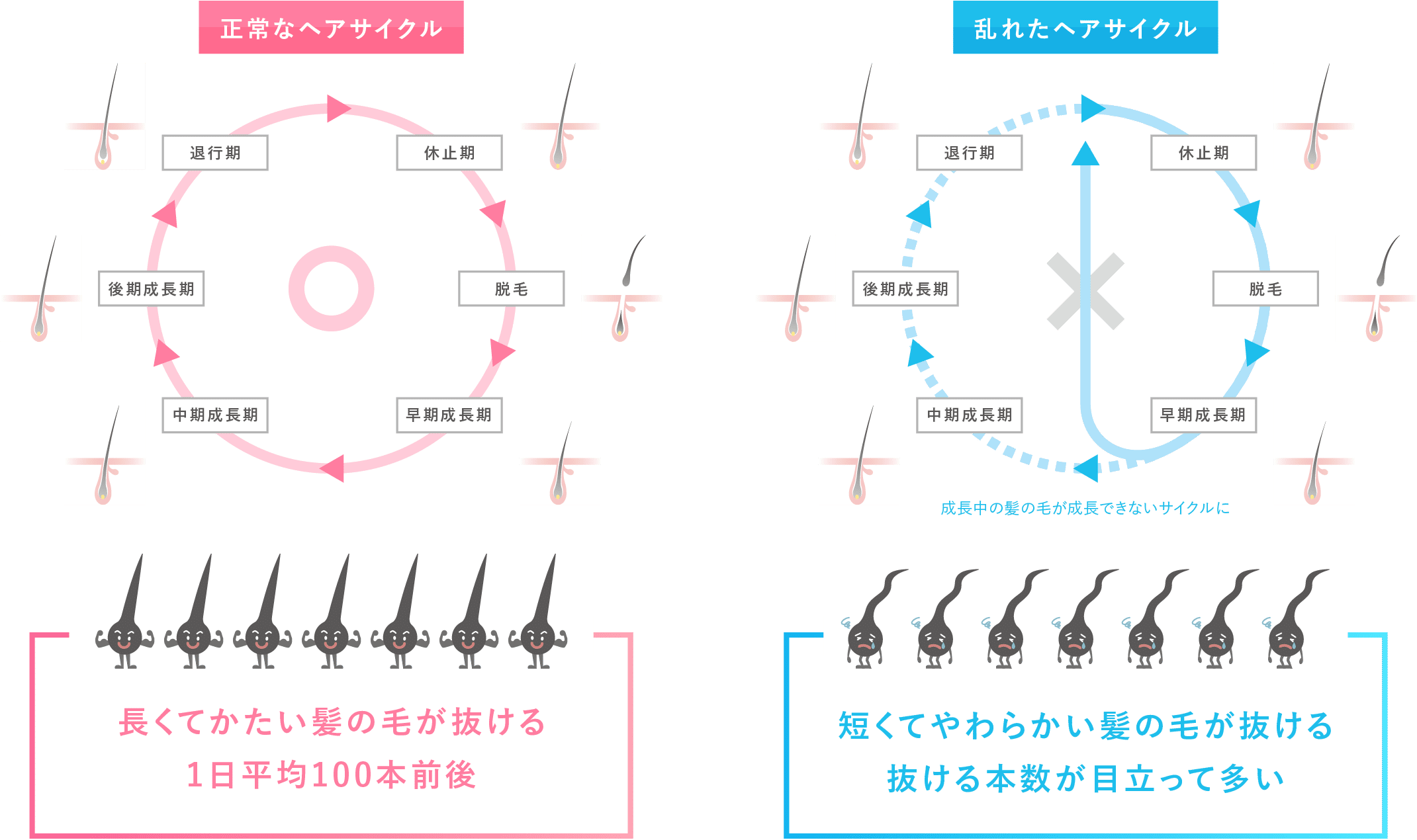 髪の変化は、「ヘアサイクル」に深く関係しています。