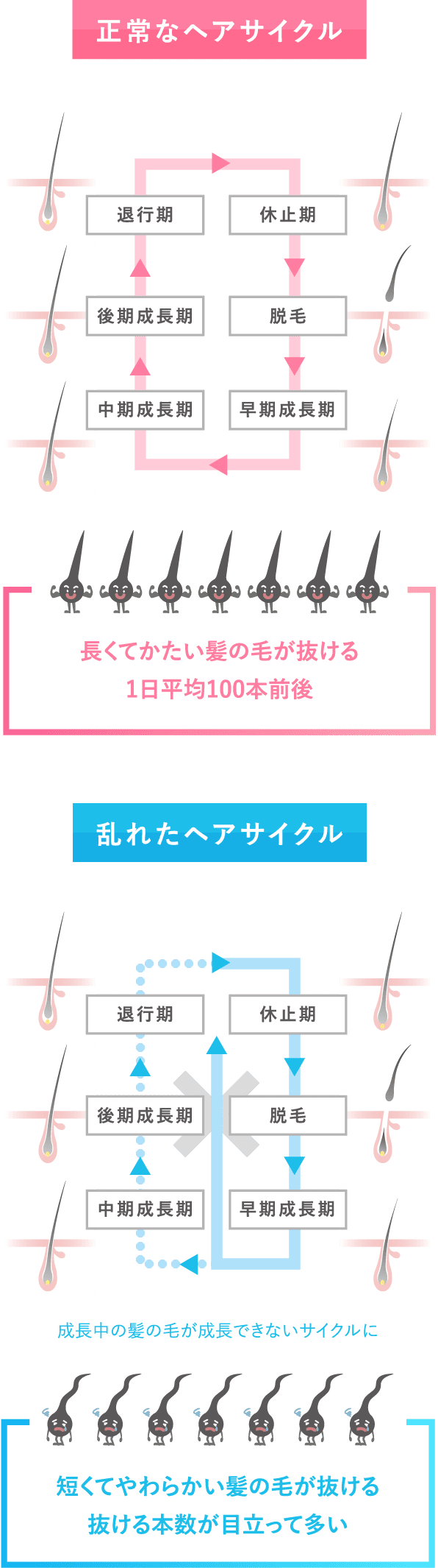 髪の変化は、「ヘアサイクル」に深く関係しています。