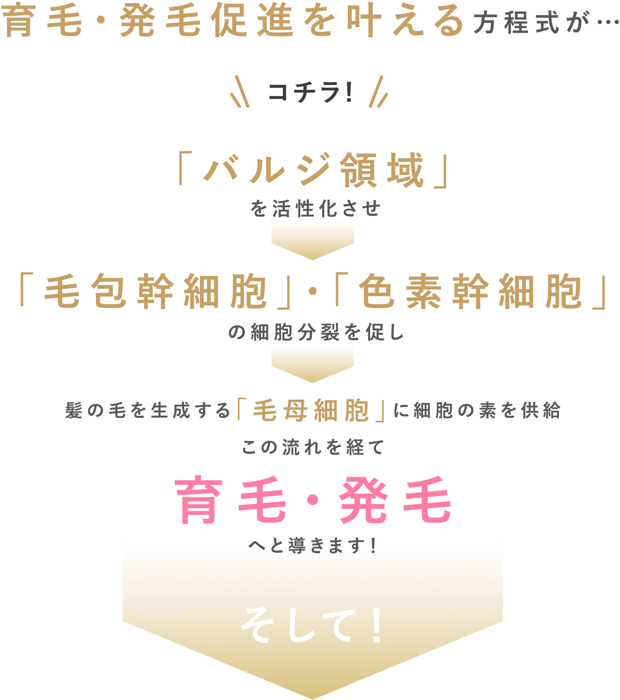 毛髪再生を叶える方程式