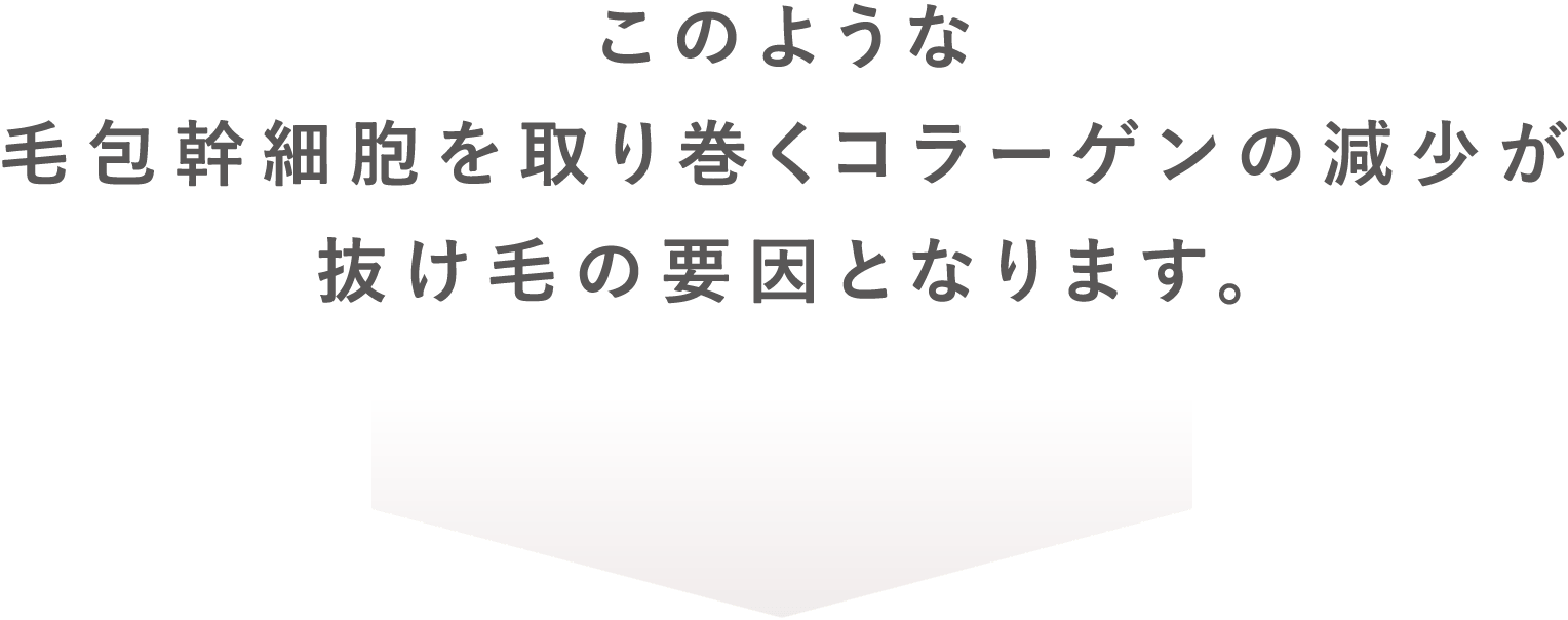 このような毛包幹細胞を取り巻くコラーゲンの減少が抜け毛の要因となります。