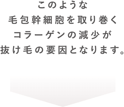 このような毛包幹細胞を取り巻くコラーゲンの減少が抜け毛の要因となります。